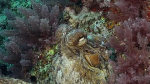 Octopus with missing arms hiding Stock Footage 70904381