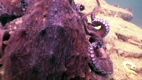Octopus moves like comet head down and lands on underwater bottom. Stock Footage 246996967