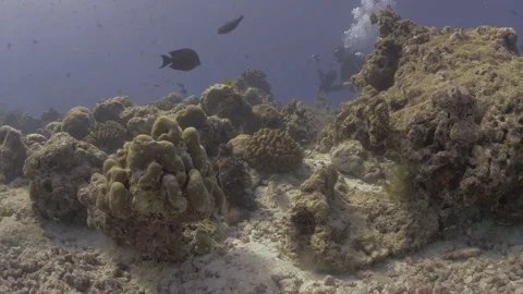 Octopus moving around a reef, changing color, and shooting water at a fish Vidéo 73216283