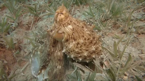 Octopus moving over sea floor Video stock 106928512