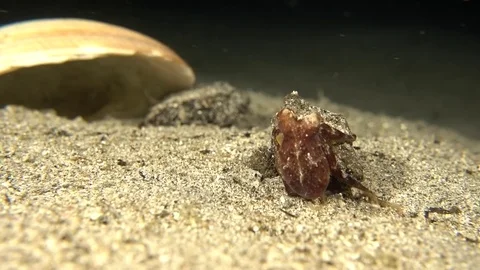 Octopus Moving to Shell Stock Footage 77256646