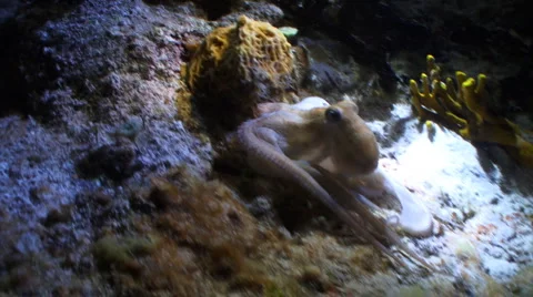 Octopus night Stock Footage 1090823