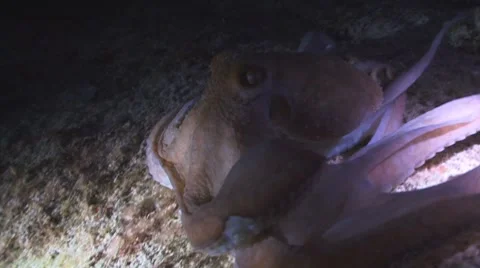 Octopus at night Видео 8677649