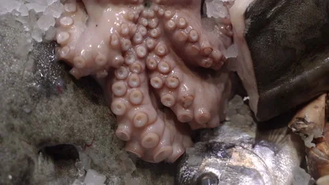 Octopus. Octopus tentacles. Close-up. Stock Footage 192655030