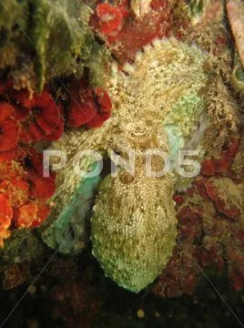 Octopus Stock Photos