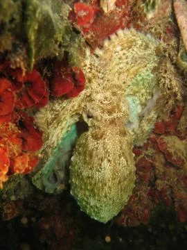 Octopus Stock Photos