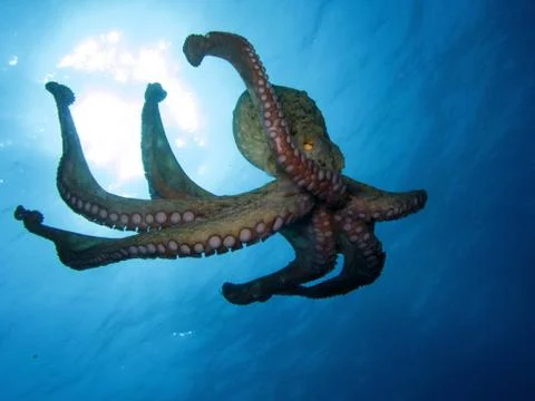 Octopus Stock Photos
