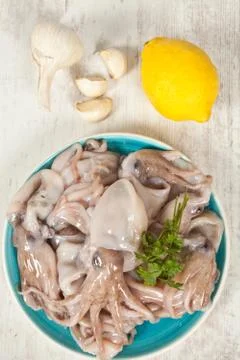 Octopus Stock Photos