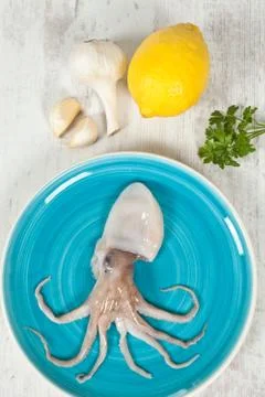 Octopus Stock Photos