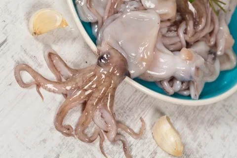 Octopus Stock Photos