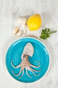 Octopus Stock Photos
