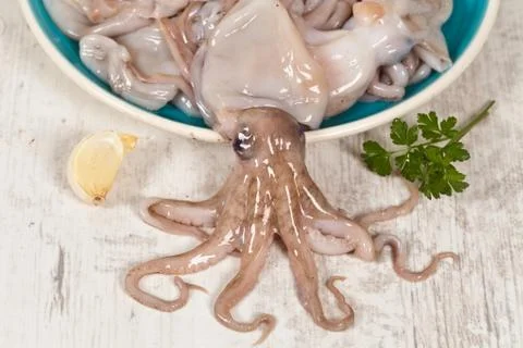 Octopus Stock Photos