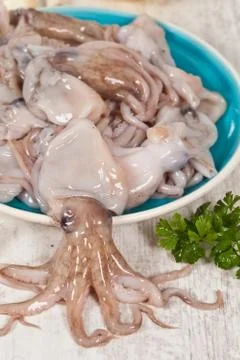 Octopus Stock Photos