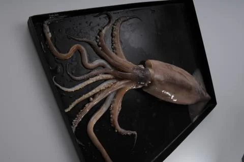 Octopus Stock Photos