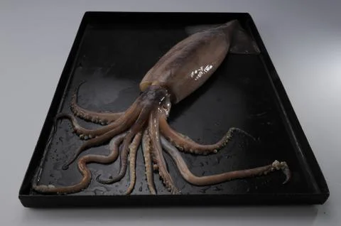 Octopus Stock Photos