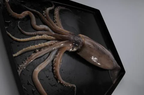 Octopus Stock Photos