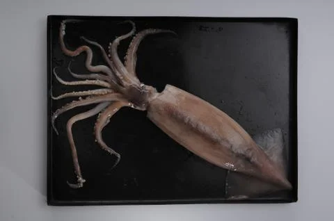 Octopus Stock Photos