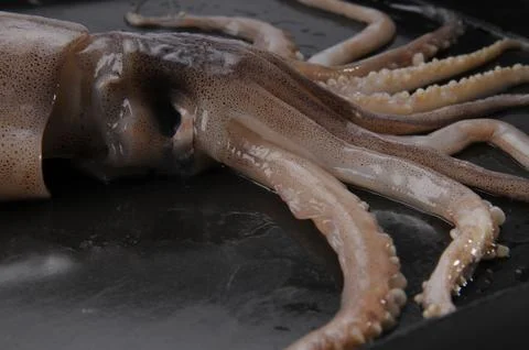 Octopus Stock Photos