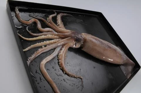 Octopus Stock Photos