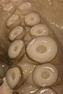 Octopus Stock Photos
