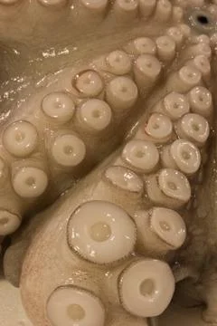 Octopus Stock Photos