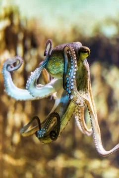 Octopus Stock Photos