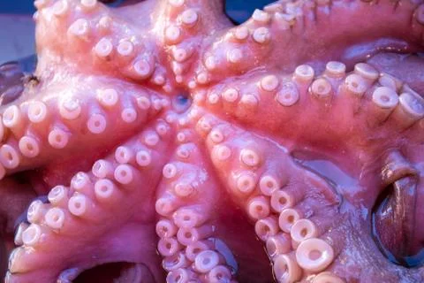 Octopus Foto stock