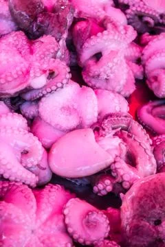 Octopus Foto stock