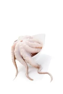 Octopus. Foto stock