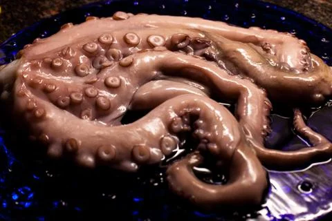 Octopus Stock Photos