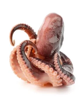 Octopus Stock Photos
