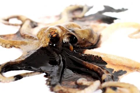 Octopus Stock Photos