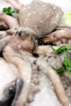 Octopus Stock Photos