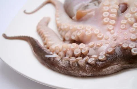 Octopus Stock Photos