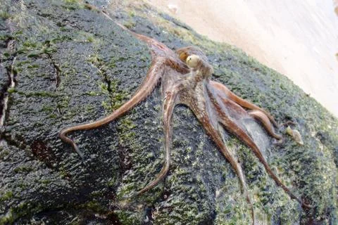 Octopus Stock Photos