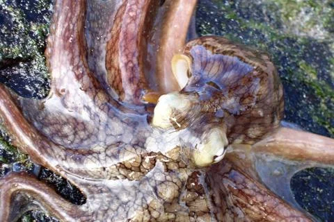 Octopus Stock Photos