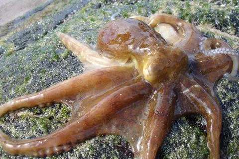 Octopus Stock Photos
