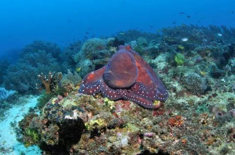 Octopus Stock Photos