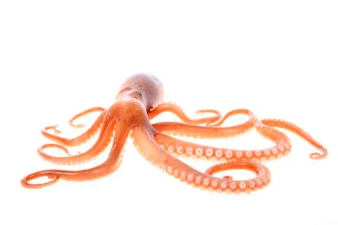 Octopus Stock Photos