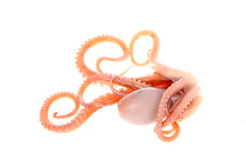 Octopus Stock Photos