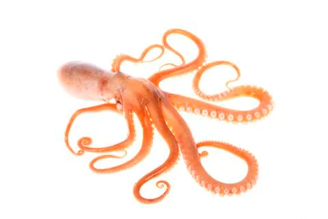 Octopus Stock Photos