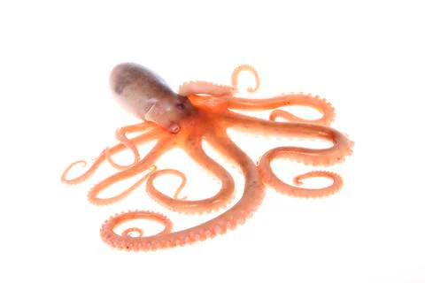 Octopus Stock Photos
