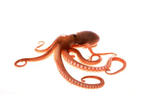 Octopus Stock Photos