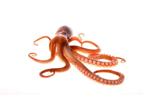 Octopus Stock Photos