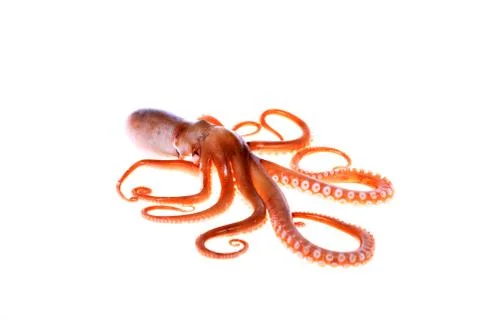 Octopus Stock Photos