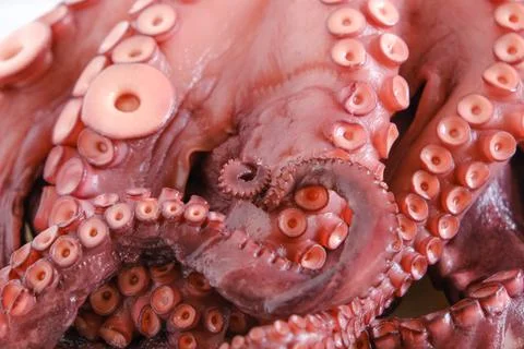 Octopus Stock-Fotos