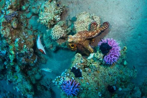 Octopus Stock Photos
