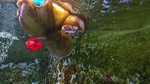 Octopus playing around Stock Footage 275510159
