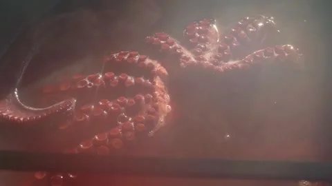 Octopus in pot cooking Stock-Footage 280146346