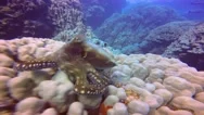 An Octopus Quickly Changes Color, Shape And The Structure Of Your Body. Stock Footage